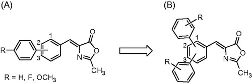 Figure 2. Structural evolution of methyleneoxazol-5(4H)-one scaffold: previously developed biphenyl 2-methyloxazol-5(4H)-one compounds (A) and newly synthesised terphenyl-2-methyloxazol-5(4H)-one derivatives (B).