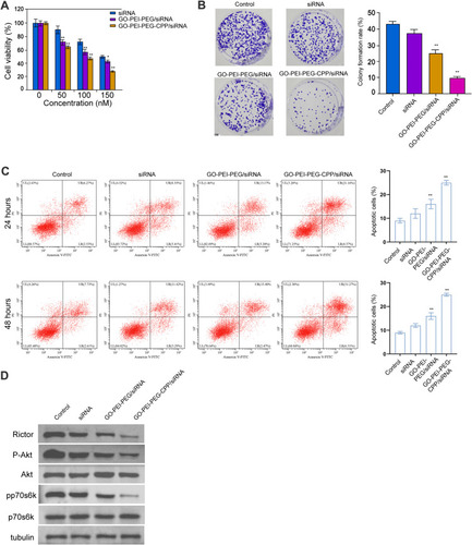 Figure 4 The effect of GO-PEI-PEG-CPP/siRNA on breast cancer cell proliferation and apoptosis in vitro. (A–D) The MDA-MB-231 cells were treated with siRNA, GO-PEI-PEG/siRNA, or GO-PEI-PEG-CPP/siRNA. (A) The cell viability was analyzed by MTT assays. (B) The cell proliferation was measured by colony formation assays. (C) The cell apoptosis was detected by Annexin-V/PI apoptosis detection kit. Histogram showed the portion of apoptotic cells. (D) The expression of Rictor, Akt, p70s6k, and the phosphorylation of Akt and p70s6k were determined by Western blot analysis. Data are presented as mean ± SD. Statistic significant differences were indicated: *P<0.05, **P < 0.01.
