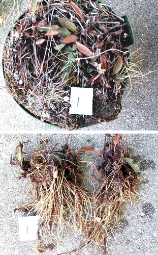 Figure A1.1  One of three samples of Hieracium lepidulum collected from 1230 m Old Man Range, showing what was assumed to be two plants in the field (top), and which was confirmed with washing (bottom). Each of the two plants had a tightly interconnected root mass, but apparently functioned as separate individuals; no root grafts were seen.