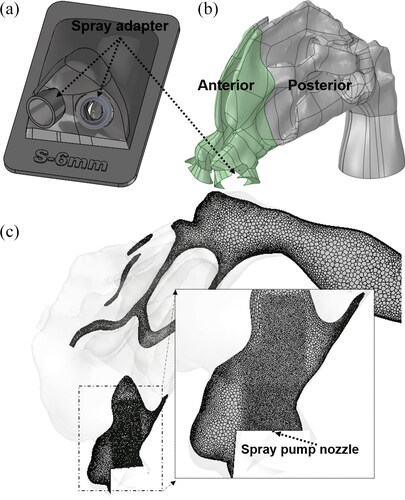 Figure 2. (a) Spray adapters placed into the nostrils to guide and position the spray pumps. (b) CFD nasal airway model after pump volume subtraction. (c) Mesh for the nasal model with localized refinements near spray nozzle.