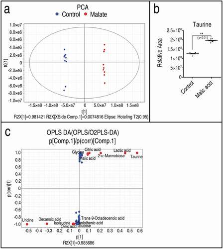 Figure 3. Identiﬁcation of crucial metabolites. (a) PCA analysis of malic acid and control groups according to the treatments set. Each dot represents the technical replicate analysis of samples in the plot. T [1] and t0 [1] used in this plot explain 98.14% of the total variance which allows conﬁdent interpretation of the variation. (b) S-plot generates from OPLS-DA (R2X = 0.986 R2Y = 0.999, Q2 = 0.997). Predictive component p [1] and correlation p(corr) [Citation1] differentiate malic acid from control. Dot represents metabolites and candidate biomarkers are highlighted in red. (c) Scatter plot of taurine, which comes from data 1a. Results (c) are displayed as mean ± SEM, and significant differences are identified (**p < 0.01) as determined by two-tailed Student’s t-test