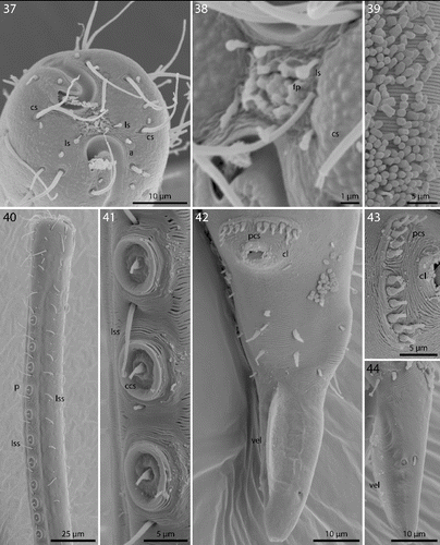 Figs. 37–44. Robbea ruetzleri sp. nov. 37. Male, head in face view; 38. Mouth opening with fingerlike papillae and circle of outer labial sensillae; 39. Annulation and bacterial coat in midbody region; 40. Male, anterior body region with row of sucker-shaped papillae; 41. Male, detail of papillae; 42. Male, tail, cloaca and precloacal setae; 43. Precloacal setae; 44. Male, Tip of tail with velum. SEM.