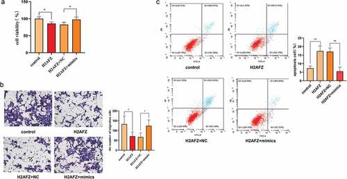 Figure 6. Knock-in H2AFZ, HCT116 cell phenotype was estimated. (a) Cell viability under H2AFZ knock-in condition. After being transfected with H2AFZ plasmids, cell viability was measured by CCK-8. (b) Migration assay. Cells transfected with H2AFZ plasmids were employed to perform a Transwell assay to detect their migration ability. () Cell transfected H2AFZ plasmid was detected by a flow cytometer. The corresponding statistical graph was attached. Control was the H2AFZ plasmid control. NC was the control of mimics. H2AFZ overexpression group was shown as H2AFZ. Data were presented as the mean ± SD (n=3). *P < 0.05 and *** P < 0.001 vs NC group. All data were performed triplet.