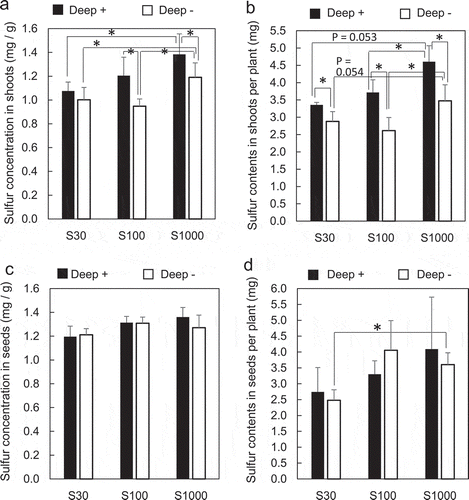 Figure 4. Effects of S supply and deep placement of coated urea on S concentrations and content in soybean shoots at the developing stage and in seeds at the harvest stage. S concentration in shoots (a) and the S content in shoots per plant (b) were determined at 40 days after sowing, and S concentration in mature dry seeds (c) and the S content in mature dry seeds per plant (d) were determined at the harvest stage. Means ± standard deviations of four biological replicates are shown. Asterisks indicate significant differences using a Student’s t-test (P < 0.05)
