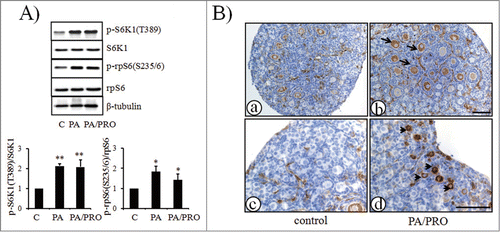 Figure 1. Activation of mTOR-S6K1-rpS6 signaling pathway in neonatal ovaries after treatment with mTOR stimulators, PA and PRO. Ovaries were collected after 24 h of treatment. (A) Western blot of ovarian proteins with specific antibody for p-S6K1(T389), S6K1, p-rpS6(S235/6), rpS6 and β-tubulin. S6K1, rpS6, and β-tubulin were used as internal controls. (A,lower), Densitometry of western blot was quantified and shown by p-S6K1(T389)to S6K1 ratios and p-rpS6(S235/6)to rpS6 ratios. The ratios of p-S6K1(T389)to S6K1 and p-rpS6(S235/6)to rpS6 in control were designated as 1. The data in the graphs were presented as mean±SD of three independent experiments. *, P < 0.05; **, P < 0.01, compared with controls. (B) Immunostaining of p-rpS6 in ovaries treated w/o PA/PRO. (a) and (c), control non-treated ovaries. (b) and (d), PA/PRO treated ovaries. (c), (d) is the higher magnification of (a) and (b), which showed primordial follicle pools in the ovary. Black arrow, representative p-rpS6 signals in oocytes of growing secondary follicles; black arrowhead, representative p-rpS6 signals in oocytes of primordial follicles. Bar = 100 μm.