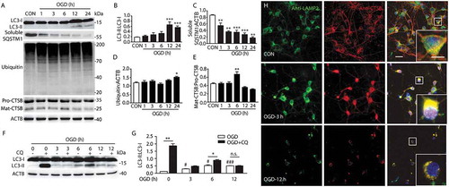 Figure 2. OGD treatment results in a dynamic change of ALP function. (a) The time-dependent changes in the expression of proteins related to ALP in primary cultured cortical neuron protein extracts from 1 h to 24 h after OGD. (b–e) Quantitative analysis of the immunoblotted proteins was performed with ImageJ. Statistical comparisons were carried out with ANOVA followed by Tukey’s test. Data are presented as mean ± SEM from 4 independent experiments. ***p < 0.001, **p < 0.01, *p < 0.05 vs. CON group. (f) Expression of LC3 in OGD groups with or without CQ. (g) Quantitative analysis of the immunoblotted proteins was performed with ImageJ. Statistical comparisons were carried out with ANOVA followed by Tukey’s test. Data are presented as mean ± SEM from 4 independent experiments. **p < 0.01, *p < 0.05 vs. CON group; #p < 0.05 vs. OGD group. (h) Colocalization of LAMP2 with the lysosomal enzyme CTSB at 3 and 12 h after OGD in primary neurons. Immunofluorescence images showing the colocalization of LAMP2-positive lysosomes (green) with the lysosomal enzyme CTSB (red) in the CON group and OGD groups. Nuclei are stained with DAPI (blue). Scale bar: 20 μm. High-magnification images of the boxed areas are shown in the inserts. Scale bar: 10 μm.