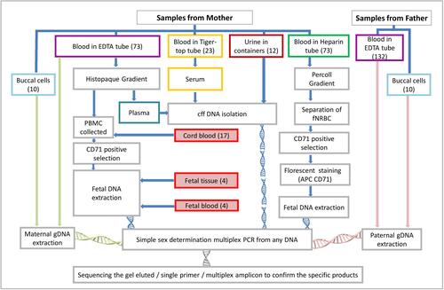 Figure 1 Flow chart of the sample collection and source of DNA for identifying fetal sex.