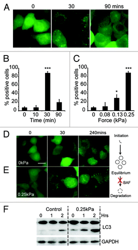 Figure 5. The induction of autophagy by mechanical stress in mammalian cells. (A) MDA-231 cells expressing EGFP-LC3 were compressed under 0.25 kPa, and images taken at the times indicated; bar indicates 20 μm. Quantification of the same experiment is shown in (B). The proportion of cells responding after 30 min under different compressive loads is plotted in (C). Positive cells are defined as those with > 50 EGFP-LC3 puncta. Values plotted are the means ± standard deviation of three independent experiments. (***p < 0.0001, *p < 0.05 compared with control using Student’s t-test). MDA-231 cells expressing EGFP-LC3 were also treated with 200 nM bafilomycin A1. Images were taken at the times indicated for cells either uncompressed (D) or subjected to 0.25 kPa compression (E); Bar represents 20 μm. (F) LC3 I/II levels of cells treated with 200 nM bafilomycin alone, or also compressed under 0.25 kPa. Cells were lysed after 0, 1 and 2 h treatment and LC3 levels measured by western blot.