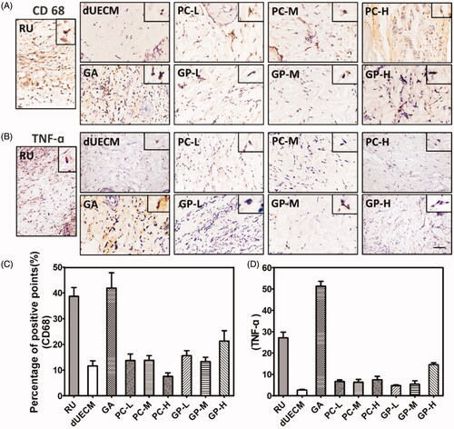 Figure 6. Immunohistochemical staining of CD68 (A,C) and TNF-α (B,D) after subcutaneous embedding experiment (14 days). The Scale bar represents 100 μm. RU: native rabbit uterus.