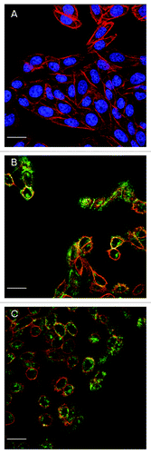 Figure 1. Confocal images of CHO cells treated with 200 ng/ml of PTx for different incubation periods. (A) negative control; (B) 2 h incubation; (C) 12 h incubation, to exhibit the effect of incubation time on toxin translocation. Green fluorescence represents PTx, blue fluorescence represents nucleus, and red fluorescence represents F-actin of cytoskeleton. For figures (B and C), the images are shown (for clarity) without blue fluorescence. Scale bar = 20 μm
