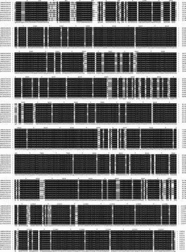 Fig. 5. Sequence alignment based on the 16S rDNA sequences of phytoplasmas identified in Prunus, Pyrus and G. nigrifrons compared with reference phytoplasmas of groups 16SrI, 16SrVII and 16SrX.
