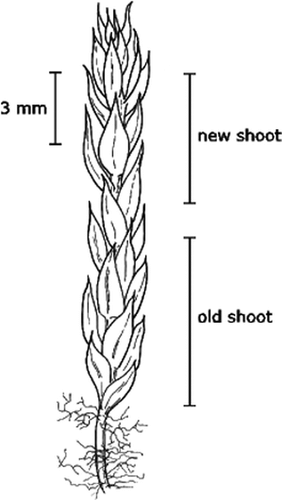 FIGURE 1. Drawing of Pohlia wahlenbergii and the morphological parameters measured. (Figure by Beate Ingvartsen)