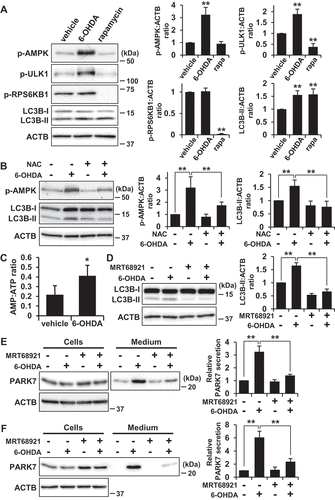 Figure 7. 6-OHDA-induced AMPK-ULK1 phosphorylation was associated with PARK7 secretion in WT MEF cells. (A) WT MEF cells were treated with 75 μM 6-OHDA or 2 μM rapamycin for 3 h. Whole cell lysates were immunoblotted using antibodies specific for phospho-AMPK (Thr172), phospho-ULK1 (Ser555), phospho-RPS6KB1 (Thr389), LC3B, or ACTB. Band intensities were quantified by densitometric scanning and p-AMPK:ACTB, p-ULK1:ACTB, p-RPS6KB1:ACTB and LC3B-II:ACTB ratios are shown. n = 3; mean ± S.D.; **, p < 0.01. (B) WT MEF cells were pre-treated with or without 2 mM NAC and were then treated with 75 μM 6-OHDA for 3 h. Whole cell lysates were immunoblotted using antibodies specific for phospho-AMPK, LC3B, or ACTB. Band intensities were quantified by densitometric scanning and p-AMPK:ACTB and LC3B-II:ACTB ratios are shown. n = 3; mean ± S.D.; **, p < 0.01. (c) WT MEF cells were treated with 75 μM 6-OHDA for 3 h and were then subjected to AMP:ATP assay. n = 3; mean ± S.D.; *, p < 0.05. (D and E) SH-SY5Y cells were pre-treated with or without 1 μM MRT68921 for 30 min and were then treated with 75 μM 6-OHDA for 3 h (D), followed by culture in serum-free medium for 2 h (E). Whole cell lysates and the conditioned medium were immunoblotted using antibodies specific for LC3, PARK7, or ACTB. LC3B, PARK7 and ACTB band intensities were quantified by densitometric scanning. LC3B-II:ACTB ratio (d) and relative secretion level to vehicle-treated cells (e) are shown. n = 3; mean ± S.D.; **, p < 0.01. (F) WT MEF cells were pre-treated with or without 2 μM MRT68921 for 30 min and were then treated with 75 μM 6-OHDA for 3 h, followed by culture in serum-free medium for 2 h. Whole cell lysates and the conditioned medium were immunoblotted using antibodies specific for PARK7 or ACTB. PARK7 band intensities were quantified by densitometric scanning and relative secretion level to vehicle-treated cells is shown. n = 3; mean ± S.D.; **, p < 0.01.