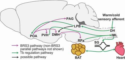 Figure 1. Preoptic BRS3 neurons in central thermoregulatory pathways. Selected Tb regulation pathways [Citation1] are shown in green and functional projections of POABRS3 and DMHBRS3 neurons [Citation3,Citation4] in purple. BRS3 and non-BRS3 pathways may be excitatory, inhibitory, or both, and may include parallel circuits carrying discrete information. For visual clarity, non-BRS3 pathways parallel to BRS3 pathways are not depicted.