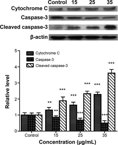 Figure S3 Effects of TBMS1 on Cytochrome C release and Caspase-3 activation in U87 cells.Notes: The level of Cytochrome C and Caspase-3 expression were evaluated using Western blot analysis. β-actin was used as an internal reference. The quantitative level is shown in histograms and the mean value for the control was set at one. **P<0.01, ***P<0.001 vs the control group.Abbreviations: TBMS1, Tubeimoside-1; vs, versus.
