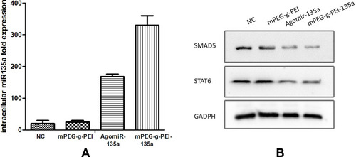 Figure 6 (A) Analysis of miR-135a expression by RT-PCR in different groups (*P<0.05). (B) Western blot analysis of the expression of SMAD5 and STAT6 levels in the C6 glioma model of different groups.Abbreviations: RT-PCR, real-time polymerase chain reaction; mPEG -g-PEI, polyethylene glycol methyl ether grafted polyethylenimine; NC, negative control.