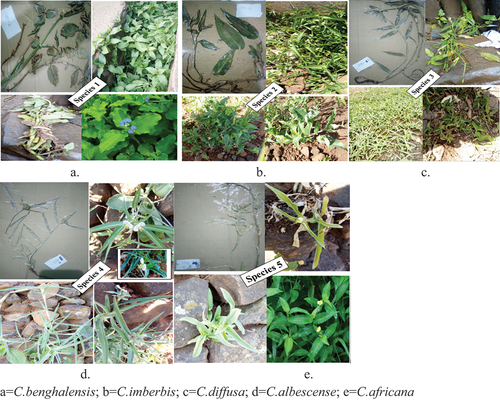 Figure 2. Pressed Specimen and Field Photos of Different Commelina spp.