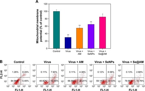 Figure 7 Depletion of mitochondrial membrane potential and translocation of phosphatidylserine induced by virus, AM, SeNPs, and Se@AM.Notes: (A) Mitochondrial membrane potential of H1N1 infection of MDCK cells exposed to virus, AM, SeNPs, and Se@AM. (B) Translocation of phosphatidylserine induced by virus, AM, SeNPs and Se@AM in H1N1 infection of MDCK cells as determined by annexin-V-FLUOS labeling assay. Bars with different characters are statistically different at P<0.05 (*) or P<0.01 (**) level.Abbreviations: AM, amantadine; MDCK, Madin–Darby Canine Kidney; NA, neuraminidase; Se@AM, AM-modified SeNPs; SeNPs, selenium nanoparticles.