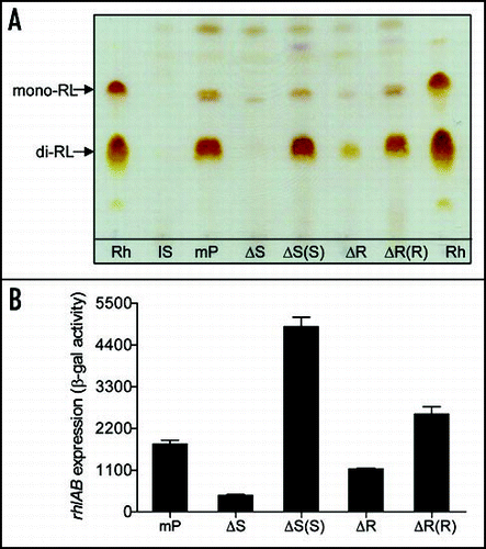 Figure 4 Effect of bqsS-bqsR mutation on rhamnolipid production and rhlA expression. (A) TLC plate assay of rhamnolipids production. P. aeruginosa strains described in Figure 1 were grown at 37°C for 24 h, and rhamnolipids were extracted from the supernatants for TLC analysis using standard rhamnolipids (Rh) as a positive control and the extracts from lasI and bqsS double mutant (IS) was used as negative control. Two predominant rhamnolipids, mono-rhamnolipids (mono-RL) and di-rhamnolipids (di-RL) were indicated by arrows. (B) The rhlA'-lacZ fusion gene expression assay. Different bacterial strains containing the prhlA-lacZ construct were grown in LB broth at 37°C to OD600 of 1.5 and the cells were then collected and assayed for β-galactosidase activity. The data were the means of triplicate with standard deviations. The bacterial strains used were indicated in Figure 2.