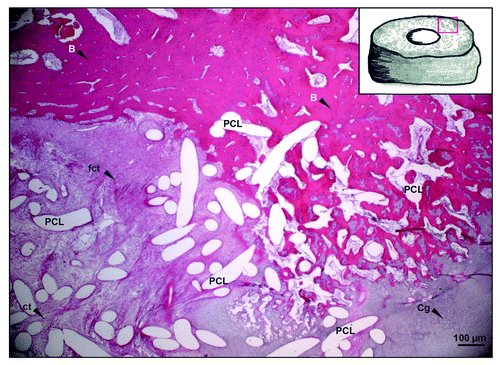 Figure 2. HE staining overview. Bone is presented as a compact structure in a dark red color, connective tissue in light pink and the porous scaffold structure (PCL) in white. Areas of direct ossification present structures of firm connective tissue showing positioned collagen fibers. The drawing at the right top corner provides the orientation of the presented image (red frame). (original magnification 100x). B, Bone; Cg, cartilage; fct, firm connective tissue; ct, connective tissue.