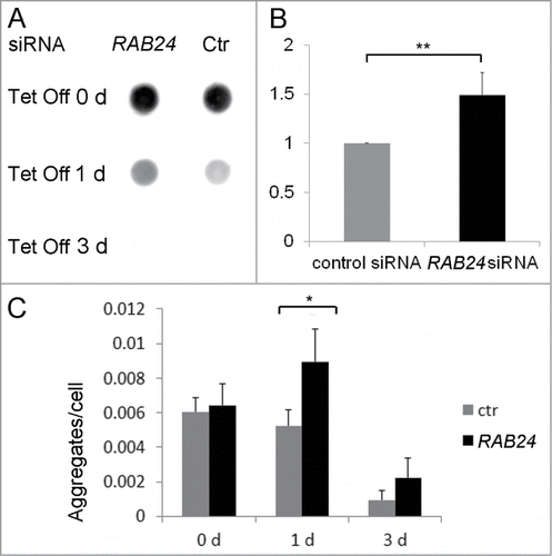 Figure 10. RAB24 facilitates the clearance of mutant HTT. siRNA was used to silence RAB24 in HeLa cells expressing HTT 65PQ. Two or 3 d after transfection with RAB24 or control siRNA, HTT mutant protein expression was inhibited by the addition of tetracycline (10 µg/ml) to the culture medium. The cells were given either 0, 1 or 3 d for aggregate clearance after which they were either treated for dot blot filter trap assay (A and B) or fixed and imaged by fluorescence microscopy (C). (B) Quantification of the intensity of one-d Tet Off dots on cellulose acetate membrane showed a slower aggregate clearance in RAB24-silenced cells compared to the control. The signals were negligible after 3 d in tetracycline and therefore were not quantitated. The columns and error bars show the mean and SEM from 4 independent experiments where the RAB24 silencing was 86% on average. (C) Quantitation of the HTT aggregates in fluorescence images revealed that there were more aggregates per cell in RAB24-silenced cells than in the control cells. The columns show the mean and SEM from 21 or 22 analyzed pictures, each containing several hundreds of cells (a total of 3637 to 18003 cells per sample). Representative images are presented in Figure S9. The experiment was repeated 2 times with similar results. The mean RAB24-silencing in the 2 experiments was 66% in 0-d samples and 67% in 3-d samples. Statistical significance was estimated using the Wilcoxon test for paired populations (P = 0.005).