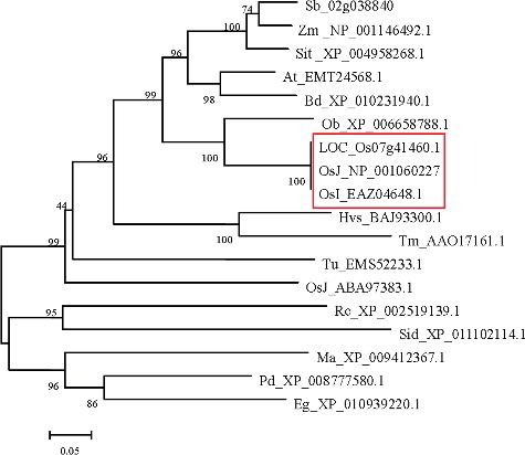 Figure 5. Phylogenetic alignment of the OsSOT9 amino acid sequence with other plant sulphotransferase proteins and corresponding sequences from rice.