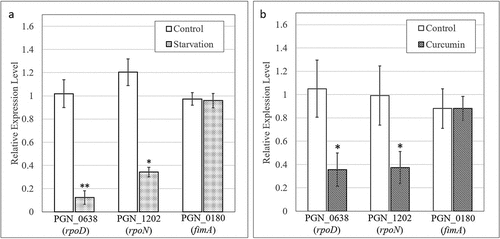 Figure 5. Effects of curcumin on mRNA expression level of sigma factor in P. gingivalis. (a) mRNA expression levels of PGN_0638(rpoD) and PGN_1202(rpoN) genes in P. gingivalis cultured for three hours in liquid medium (white) or 1/100 diluted liquid medium with PBS (dotted). (b) mRNA expression levels of PGN_0638 and PGN_1202 genes in P. gingivalis cultured for 15 hours in liquid medium (white) or in liquid medium with 10 µg/mL curcumin (shaded). Result of the PGN_0180(fimA) gene with unchanged expression are presented as a control [Citation26]. Expression levels are shown relative to 16srRNA gene.