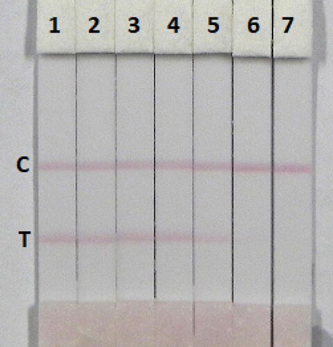 Figure 6. Determination of TULA with immunocromatography strip test spiked in pure milk sample. TULA concentration: 1 = 0 ng/mL; 2 = 0.1 ng/mL; 3 = 0.25 ng/mL; 4 = 0.5 ng/mL; 5 = 1 ng/mL; 6 = 2.5 ng/mL; and 7 = 5 ng/mL. C, control line; T, test line.