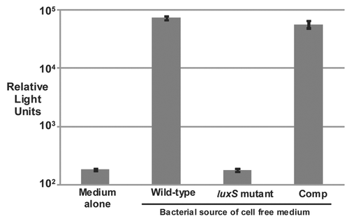 Figure 1 Induction of bioluminescence in V. harveyi reporter strain by CFM from B. anthracis cells. V. harveyi strain BB170 only upregulates the expression of the lux operon [measured as relative light units (RLU)], when AI-2 or AI-2-like molecules are present in its milieu. Cell free medium (CFM) obtained from AI-2-synthesizing bacteria can induce expression of the bioluminescence-generating luxCDABE operon in BB170. (A) In the experiments shown, CFM from 5-h cultures of B. anthracis strains 34F2 and 34F2ΔluxS and sterile CFM alone were used as positive and negative controls. The baseline is the value when uninoculated (sterile) CFM alone at 5 h were used. Each bar represents the mean (±SD) of triplicate experiments. Compared to the negative and positive controls, 34F2ΔluxS:comp showed restored AI-2 activity compared to wild-type 34F2. (B) In the experiment shown, CFM from 5-h cultures of wild-type 34F2 and 34F2ΔluxS:comp were serially diluted 1:1, 1:10 and 1:100. Each bar represents the mean (±SD) of triplicate experiments.