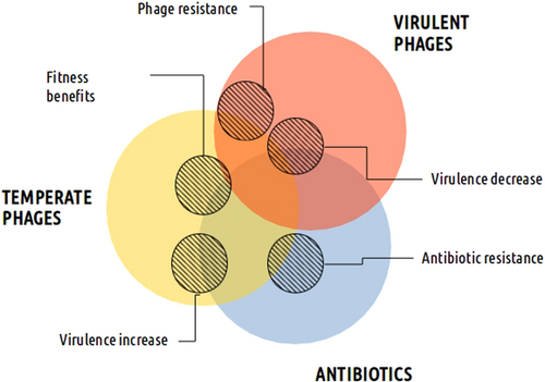 Fig. 2 Relative effect of temperate, virulent phages and antibiotics (colored circles) on different bacterial traits as represented by the position of the circles (hatched circles).For example, although antibiotics are primarily responsible for antibiotic resistance, temperate phages also play a role