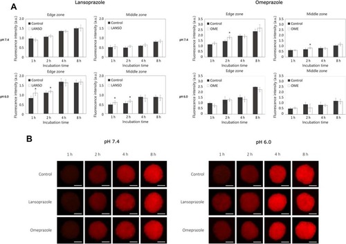 Figure 5 The effect of proton pump inhibitors on pegylated liposomal doxorubicin (PLD) delivery into tumor spheroids at different pH values. (A) Fluorescence intensity of PLD in spheroids affected by lansoprazole and omeprazole at pH 7.4 and 6.0. (B) Representative images of spheroids after different times of incubation with PLD at pH 7.4 and 6.0. Magnification 100×. Scale bar = 200 µm. The asterisks (*) indicate p < 0.05.Abbreviations: LANSO, lansoprazole; OME, omeprazole.