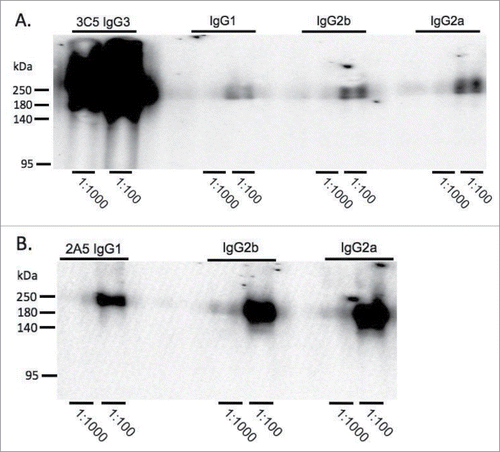 Figure 4. Comparison of binding activity within each mAb subclass by Western blot. B. pseudomallei Bp82 total cell lysate (87 μg) was separated by SDS-PAGE and transferred onto nitrocellulose membrane. The membranes were probed with mAb 3C5 family (panel A) and 2A5 family (panel B) using a miniblotter. 3C5 IgG3 shows substantially higher reactivity to CPS compared to the other subclasses. The reactivity between different subclasses of mAb 2A5 and CPS was comparable. 2A5 and 3C5 antibody concentration was prepared from 1mg/ml stock. Exposure time for Western blots in panel A and B were different.