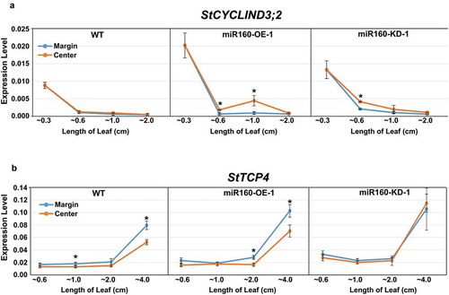 Figure 5. Expression of StCYCD3;2 and StTCP4 are altered in miR160 transgenic plants. (a-b) qRT-PCR-based expression analysis of StCYCD3;2 (a) and StTCP4 (b) in the center and margin regions of leaves of different lengths from WT, miR160-OE-1 and miR160-KD-1 plants. Values indicate mean ± SD from at least two biological replicates. Statistically significant differences were estimated using Student’s unpaired t-test (p < .05, two-tailed).