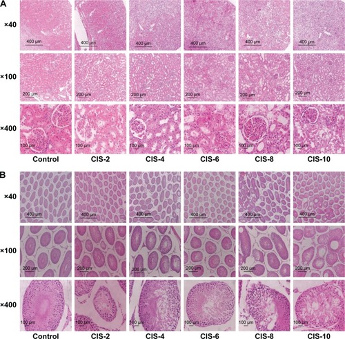 Figure 4 Light micrographs of tissue stained with hematoxylin and eosin (×400).