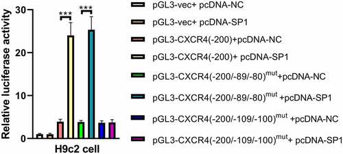 Figure 5. SP1 enhances the promoter activity of CXCR4 by direct binding of SP1 with binding motif site – 109/–100 in CXCR4 promoter. CXCR4 promoter activity was evaluated by performing luciferase reporter assay upon mutation of the SP1-binding motifs (–109 to – 100 bp and – 89 to – 80 bp) in the presence of pcDNA-SP1 or pcDNA-NC in H9c2 cells. ***P < 0.001.