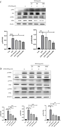Figure 8 The effects of Mag on the activation of the NF-κB/MAPK signaling pathways in the synovial tissues of CIA mice and LPS-induced RAW264.7 cells. (A) Representative photomicrographs of p-p65, p-IκBα, p-ERK1/2, and p-p38 MAPK in the synovial tissues of mice stained by immunohistochemistry (magnification, ×100, ×400). (B) The average optical density of p-p65, p-IκBα, p-ERK1/2, and p-p38 MAPK in the synovial tissues of the mice in each group were quantitatively analyzed by Image J software (n = 15). (C) The protein levels of the NF-κB signaling pathway in LPS-induced RAW264.7 cells were evaluated by WB. The blots were quantitatively analyzed using the ratio of mean gray. (D) The protein level of MAPK signaling pathway in LPS-induced RAW264.7 cells were evaluated by WB as well using the ratio of mean gray. Each experiment was repeated at least three times. *P<0.05, **P<0.01, ***P<0.001 (one-way ANOVA with Tukey’s post hoc test).