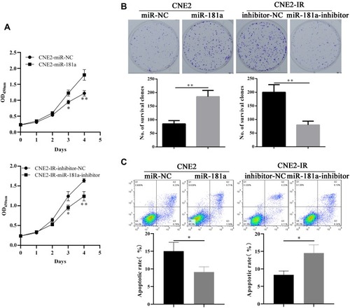 Figure 2 Mir-181a promotes NPC radioresistance in vitro.Notes: Ectopic expression of miR-181a improved the cell viability (A, upper panel), survival clones (B, left panel, 85±12 vs 185±23), and non-apoptotic cell rates (C, left panel, 15.02±2.51 vs 9.1±1.49) of CNE2 under 4Gy irradiation. Accordingly, overexpression of miR-181a inhibitor impaired the cell viability (A, lower panel), survival clones (B, right panel, 201±28 vs 80±14), and non-apoptotic cell rates (C, right panel, 8.31±1.12 vs 14.53±2.35) of CNE2-IR under 4Gy irradiation. *Stands for P <0.05, **Stands for P <0.01.
