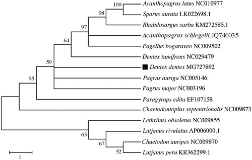 Figure 1. Phylogenetic analysis of Dentex dentex based on the entire mtDNA genome sequences of 9 sparids and 5 outgroup species by maximum likelihood method. Numbers above the nodes indicate 1000 bootstrap values. Accession numbers are shown behind species names.