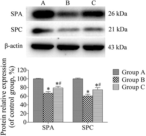 Figure 3. Western blotting analysis of the expression of SPA and SPC in lung tissues. β-actin was provided as the loading control. The expression of protein was analyzed by densitometry and normalized with β-actin. All analyses were performed in triplicate. Values are presented as mean ± SD (n = 15). *p < 0.05 vs. group A; #p < 0.05 vs. group B.
