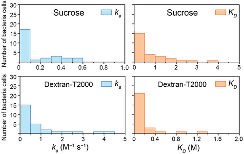 Figure 4. Distribution of the association rate constant (ka) and dissociation constant (KD) for individual bacteria cells (n = 27).