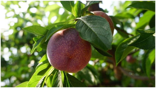 Figure 1. Appearance of Prunus salicina cultivar ‘Zuili’. The photo was taken by Liangling Cao at Tongxiang, Jiaxing city, Zhejiang Province, China (30°42′38″N and 120°31′38″E). The fruit weighs around 50 g and has a dark purple-red skin adorned with a patchwork of varying yellow-brown spots. The leaves are simple, ovate to oblong in shape, with a finely serrated margin.