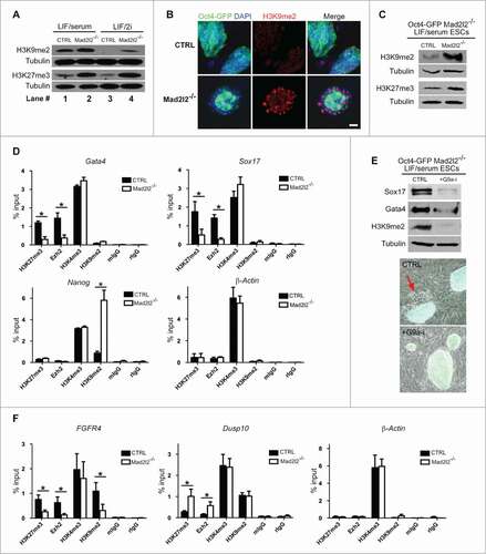 Figure 5 (See previous page). Epigenetic signature of Mad2l2 deficient cells. (A) Western blot analysis of histone modifications in CTRL and Mad2l2−/− ESCs in LIF/serum and LIF/2i culture conditions. Note to the consistent upregulation of histone marks in knockout cells. The image shows a representative blot of 3 independent biological samples of knockout line. (B) A representative immunocytochemistry analysis of H3K9me2 levels in ESCs. Differentiating Oct4-GFP negative cells in the periphery of Mad2l2−/− colonies harbor high levels of H3K9me2. Scale bar, 25 μm. (C) A representative protein gel blot analysis of histone modification in CTRL and Mad2l2−/− ESCs in FACS sorted Oct4-GFP positive ESCs from LIF/serum culture. Note the consistent upregulation of methylated histone 3 in knockout cells. (D) ChIP analysis of H3K27me3, Ezh2, and H3K9me2 deposition on Gata4, Sox17 and Nanog promoters in Oct4-GFP positive LIF/serum ESCs. 1% of pre-cleared sonicated chromatin was used as input. As the negative controls, mIgG, Normal mouse IgG, and rIgG, Normal rabbit IgG were used. ChIP analysis of β-Actin promoter shows no difference of histone marks between knockout and control LIF/serum ESCs. (E) Upper panel: G9a-inhibition hampers PrE differentiation of Mad2l2−/− ESCs as indicated by decreased levels of Sox17, Gata4 in western blot analysis. FACS sorted Oct4-GFP positive LIF/serum Mad2l2−/− ESCs were plated on fresh inactivated MEFs and treated for 4–5 d in LIF/serum (CTRL) or LIF/serum supplemented with G9a-inhibitor BIX01294 (+G9a-i). A significant decrease in H3K9me2 level confirms effective inhibition of G9a. Lower panel: The representative phase contrast and Oct4-GFP overlay of the cultures used for protein gel blotting. The red arrow points to the epithelial-like Oct4-GFP negative differentiated cells emerged in LIF/serum culture (CTRL) of Mad2l2−/− ESCs. (F) ChIP analysis of H3K27me3, Ezh2, and H3K9me2 deposition on FGFR4 and Dusp10 promoters in LIF/2i ESCs. 1% of pre-cleared sonicated chromatin was used as input. As the negative controls, mIgG, Normal mouse IgG, and rIgG, Normal rabbit IgG were used. ChIP analysis of β-Actin promoter shows no difference of histone marks between knockout and control LIF/2i ESCs. In (D and F), error bars represent mean ± SEM of 3 independent ChIPs. *,P< 0.05; paired Student's t test.