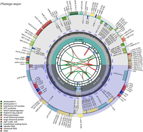 Figure 2. Circular map of the complete chloroplast genome of P. major generated by CPGview. The map contains six tracks in default. From the center outward, the first track shows the dispersed repeats. The dispersed repeats consist of direct (D) and palindromic (P) repeats, connected with red and green arcs. The second track shows the long tandem repeats as short blue bars. The third track shows the short tandem repeats or microsatellite sequences as short bars with different colors. The colors, the type of repeat they represent, and the description of the repeat types are as follows. Black: c (complex repeat); green: p1 (repeat unit size = 1); yellow: p2 (repeat unit size = 2); purple: p3 (repeat unit size = 3); blue: p4 (repeat unit size = 4); orange: p5 (repeat unit size = 5); red: p6 (repeat unit size = 6). The small single-copy (SSC), inverted repeat (IRa and IRb), and large single-copy (LSC) regions are shown on the fourth track. The GC content along the genome is plotted on the fifth track. The genes are shown on the sixth track. The optional codon usage bias is displayed in the parenthesis after the gene name. Genes are color-coded by their functional classification. The transcription directions for the inner and outer genes are clockwise and anticlockwise, respectively. The functional classification of the genes is shown in the bottom left corner.