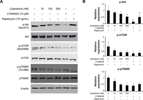 Figure 3 Cytarabine could downregulate the PI3K/Akt/mTOR pathway in human malignant glioma cells. (A) and (B) U87 cells were treated with cytarabine at the indicated doses for 30 min. Protein expression was determined by Western blot assay. Cytarabine inhibits the pI3K/Akt/mTOR/p70S6K signaling pathway in U87 cells. *P<0.05; **P<0.01.