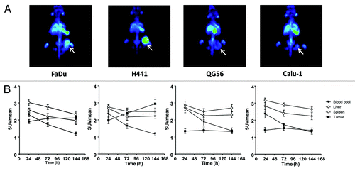 Figure 3.89Zr-RG7116 microPET imaging of FaDu, H441, QG56 and Calu-1 bearing mice. Maximal intensity projection images are shown for all tumor models at 144 h after tracer injection (A). MicroPET data quantification was performed for blood pool, spleen, liver and tumor uptake at 24, 72 and 144 after tracer injection in all mice. (B).