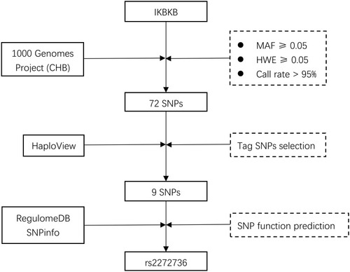 Figure 1 Flowchart for selecting SNPs in IKBKB.