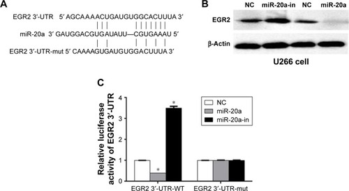 Figure 3 miR-20a targets EGR2 3′-UTR.
