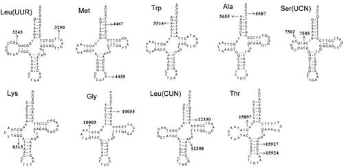 Figure 2 Summary of 17 pathogenic/likely pathogenic mt-tRNA variants at the cloverleaf structures of canonical tRNAs. Arrows indicate the positions of the variants in the mt-tRNA.