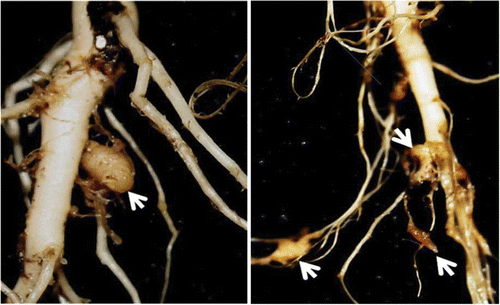 Fig. 1. (Colour online) Small clubs (arrow) developing on roots of a resistant canola cultivar 4 wk after inoculation with a resting spore suspension of Plasmodiophora brassicae at 1 × 107 spores cc−1 soil under controlled-environment conditions.