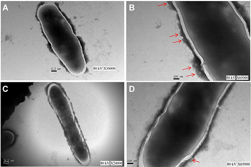 Figure 3 M12 mutant strain affects SWU1 adsorption to mycobacteria. (A and B) Wild-type M. smegmatis mc2 155 can adsorb SWU1 normally. (C and D) The adsorption capacity of M12 to SWU1 was significantly lower than that of M. smegmatis mc2 155. Red arrows indicate the location of phage presence.
